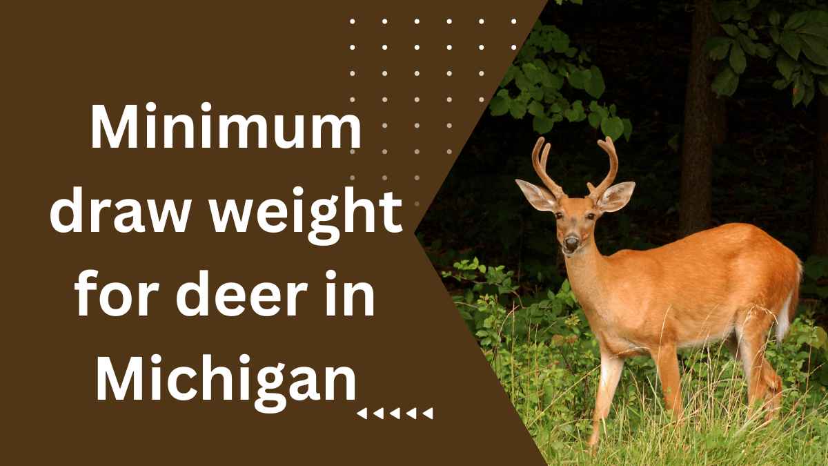 Minimum Draw Weight For Deer In Michigan Everything You Need To Know